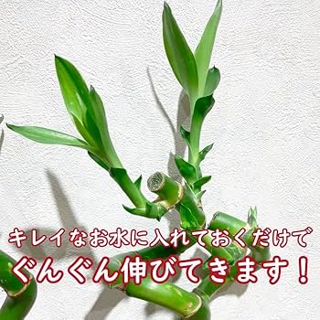 ⭐︎はるん⭐︎です♪2点セット！ミリオンバンブー10本　ガジュマル パンダ Amazon | ミリオンバンブー 10本 スパイラルバンブー 生花